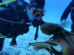 Hawaii Scuba divng 54