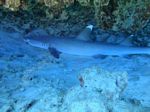 Hawaii Scuba divng 05