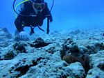 Hawaii Scuba divng 61