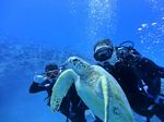 Hawaii Scuba divng 71