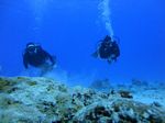 Hawaii Scuba divng 72