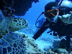 Hawaii Scuba divng 75