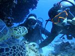 Hawaii Scuba divng 76