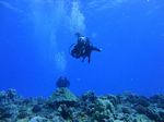 Hawaii Scuba divng 78