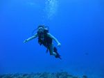 Hawaii Scuba divng 19