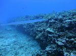 Hawaii Scuba divng 23