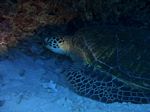 Hawaii Scuba divng 36