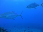 Hawaii Scuba divng 48