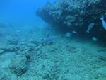 Oahu scuba 16