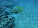 Oahu scuba 18