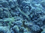 Hawaii Scuba divng 16