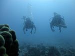 Hawaii Scuba divng 19