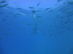 Hawaii Scuba divng 32
