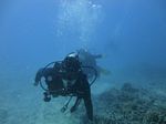 Hawaii Scuba divng 36