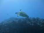 Hawaii Scuba divng 53