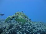 Hawaii Scuba divng 54