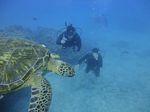 Hawaii Scuba divng 56