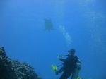 Hawaii Scuba divng 59