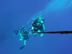 Hawaii Scuba divng 33