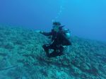 Hawaii Scuba divng 45