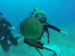 Hawaii Scuba divng 74