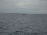 Hawaii Scuba divng 19