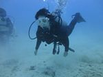 Hawaii Scuba divng 13