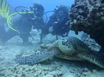 Hawaii Scuba divng 45