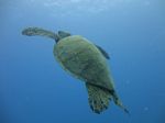 Hawaii Scuba divng 48