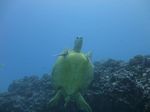 Hawaii Scuba divng 49