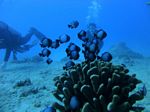 Hawaii scuba 20