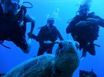 Hawaii Scuba divng 19