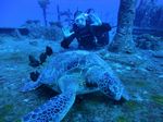 Hawaii Scuba divng 30