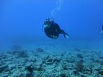 Hawaii Scuba divng 44