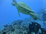 Hawaii Scuba divng 56