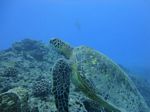 Hawaii Scuba divng 57