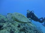 Hawaii Scuba divng 58