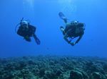 Hawaii Scuba divng 66