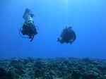 Hawaii Scuba divng 67