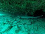 Hawaii Scuba divng 17