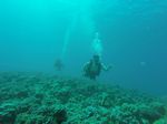 Hawaii Scuba divng 35