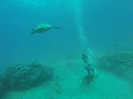 Hawaii Scuba divng 51