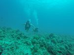 Hawaii Scuba divng 59