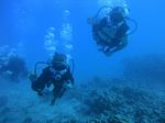 Waikiki scuba 88