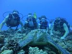 Hawaii Scuba divng 33