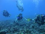 Hawaii Scuba divng 36