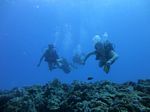 Hawaii Scuba divng 37