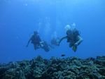 Hawaii Scuba divng 37