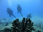 Hawaii Scuba divng 53