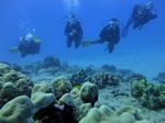 Hawaii Scuba divng 58